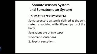 Somatosensory amp Somatomotor System [upl. by Iilek218]