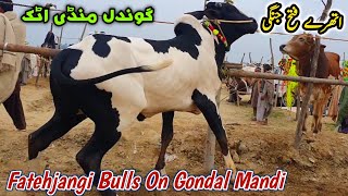 Fatehjangi Bulls Gondal Mandi Attock Update 11 March 2024 [upl. by Sutniuq]