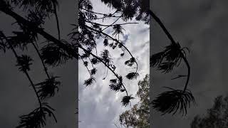 Araucaria microphylla 小葉南洋杉 VID20241123150023 [upl. by Kera127]