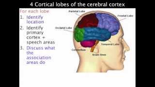 4 lobes of the cerebral cortex  VCE Psychology [upl. by Knowling]