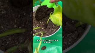 Solución para hojas amarillas 🍂 plantas plantita plants jardin viralvideo [upl. by Nylek]