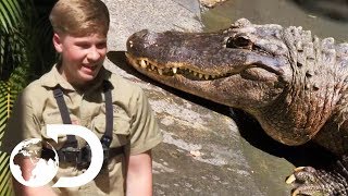 Robert Irwin Trains Casper For The Crocodile Show  Crikey Its The Irwins [upl. by Ellebasi]