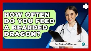 How Often Do You Feed a Bearded Dragon  PetGuide360com [upl. by Glennon595]