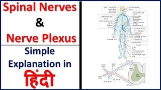 Spinal Nerves Anatomy 31 pairs  Nerve Plexus Simple explanation in Hindi  Bhushan Science [upl. by Hickie]