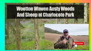 Wootton Wawen Austy Woods and Sheep at Charlecote Park [upl. by Eicyaj]