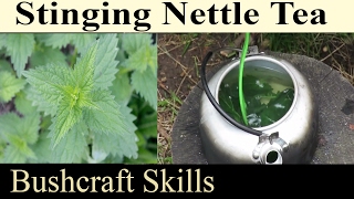 How To Make Stinging Nettle Tea  High Nutritious Herbal Drink For Bushcraft Prepping And Survival [upl. by Letti]