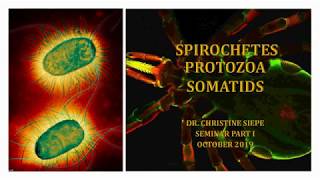 Lyme Borrelia Protozoa Somatids  What Do They Have In Common remastered [upl. by Adaven134]