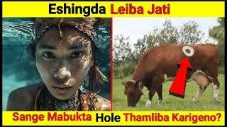 Eshingda Leiba Jati  Fistulated Cow [upl. by Erle]