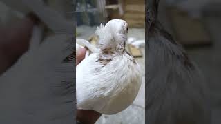 Гульбодам узбекские голуби pigeon бакинцы [upl. by Cordelia]