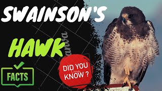 Swainsons hawk facts [upl. by Nima]