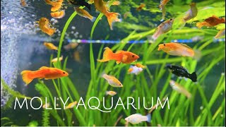 125 Gallon Sailfin Molly Aquarium  Colorful Molly Fish • Sailfin Mollies • Swordtails  1080p HD [upl. by Rupert]