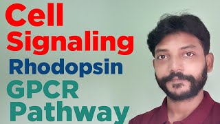 Cell signaling GPCR pathway quot Activation of Rhodopsin in Rod cellsquot Role of cGMP PDE [upl. by Lorenzo]