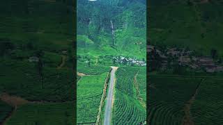 Is this the most beautiful road in Sri Lanka maskeliya gartmore nuwaraeliya drone dronevideo [upl. by Jaine]