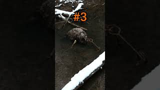 Beaver trapping in Tennessee Beavertrappinggoodtimesnaturewildlife [upl. by Anyk]