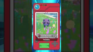 This is what happens when you scan our Raccoon with a pokedex indiegame cozygaming gamedev [upl. by Neila]