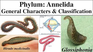 Annelida  Phylum Annelida  General characters of Annelida  Classification of phylum Annelida [upl. by Elwina]