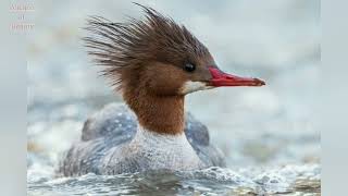 Common Merganser duck Mergus merganser beautiful Bird sound call pictures volcanoofbeauty5481 [upl. by Fronniah]