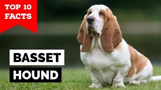 Basset Hound  Top 10 Facts [upl. by Mirabella133]