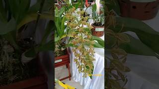 Anggrek grammatophyllum multiflorum x scriptum [upl. by Hyacintha]