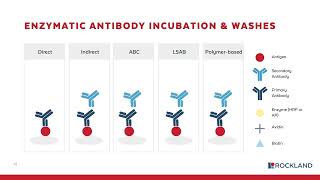 Immunohistochemistry IHC workflow WEBINAR [upl. by Vic821]