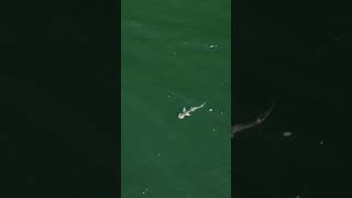 Bonnethead Shark didnt even notice this Needlefish swimming right past it [upl. by Valle]