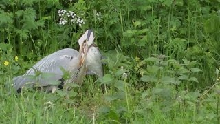 Vroege Vogels  Reigers met enorme prooien [upl. by Irakuy521]