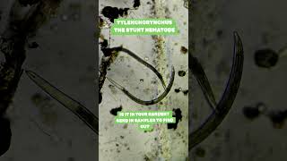 THE STUNT NEMATODE TYLENCHORYNCHUS sppnematodes microscope science stem agriculture [upl. by Nadruoj958]