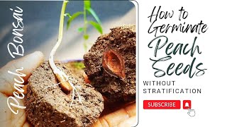 How to Grow Peach Bonsai from Seed peachbonsai [upl. by Henn239]