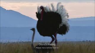 Ostrich mating dance [upl. by Yreffeg]