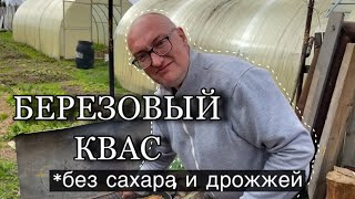 березовый квассамый простой рецепт [upl. by Emmet]