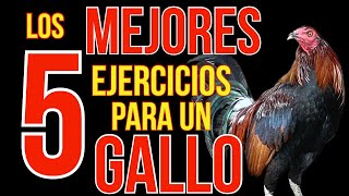 LOS 5 MEJORES EJRCICIOS PARA TU GALLO [upl. by Kolivas]