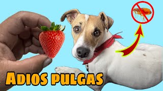 El Mejor Remedio Contra PULGAS Y GARRAPATAS 💥Usando FRESA🍓 [upl. by Barta]