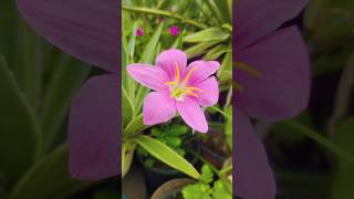 Petals of peace🌺 youtube ytshorts youtubeshorts garden flowers nature love plants peace yt [upl. by Anairb]