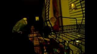 Disco the Parakeet  The Lost Footage [upl. by Leanahtan252]