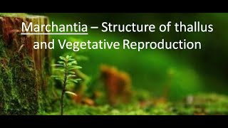 Marchantia  Structure and Vegetative Reproduction  Part 1 For BSc and MSc  By JYOTI VERMA [upl. by Richmound]