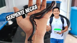 Rey Negra Mexicana  Mi primera SERPIENTE  UNBOXING SNAKE [upl. by Watkin738]