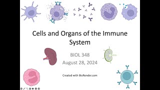 Immunology Fall 2024 Lecture 2 Cells and Organs of the Immune System [upl. by Rotceh]