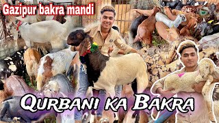 Gazipur Bakra Mandi Gye  Qurbani Ke Bakre lene  Souda bna ya nahi [upl. by Hepsiba86]