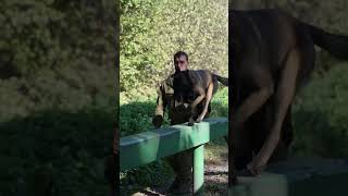 Belgian Malinois Training [upl. by Iht839]