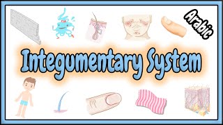 39 Introduction to Integumentary System  مقدمة عن الجهاز الغطائي [upl. by Hnahk400]