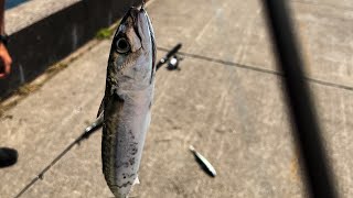 Mackerel fishing at bedford waterfront [upl. by Aicelaf723]