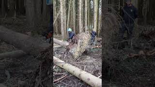 Root plate removal practice forestry chainsaw training treeworker dangerous stihl 😁👍🌲☕️🪓 [upl. by Lusa]