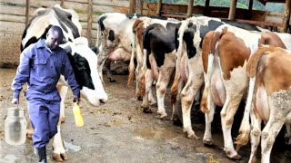 Village Dairy Producing 32 Litres per Cow using Simple Feeding No Silage [upl. by Winifield859]