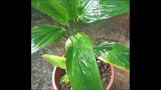 Arrowroot Plant Green Plant🌿 arrowroot greenplanthouse [upl. by Haniraz]