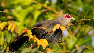 Bird Sound Malkoha Sombre Green Billed Malkoha Bird Singing Natural [upl. by Ardnuhs]