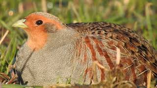 Gray Partridge Call Rebhuhn ruf Agerhøne lyd Серая куропатка голос [upl. by Cullan]