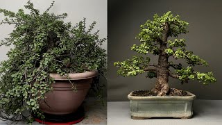 Making 20 years old Dwarf Jade Bonsai  Pruning  Repotting  Defoliation  Wiring [upl. by Aitital]