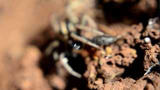 עכביש זאב זאבן טורף  wolf spider lycosidae preying [upl. by Atteynod957]