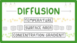 What is Diffusion How Does it Work What Factors Affect it 7 [upl. by Neelear]