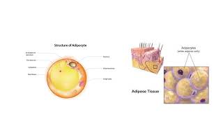 Adipose Tissue [upl. by Furtek433]